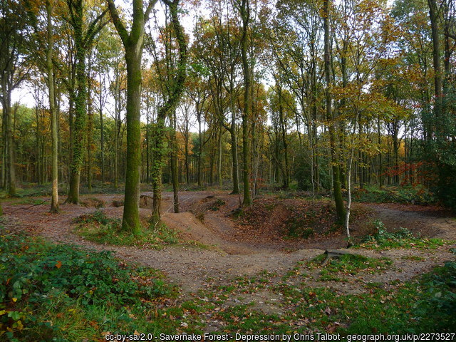 Savernake Forest, near Marlborough