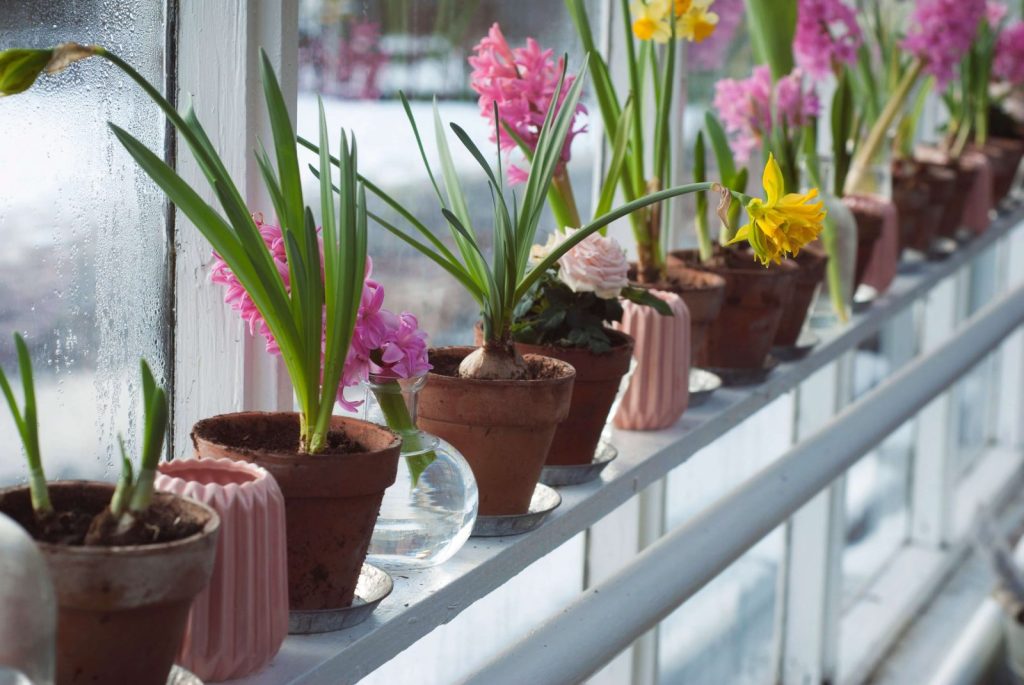 plants nursery greenhouse conservatory