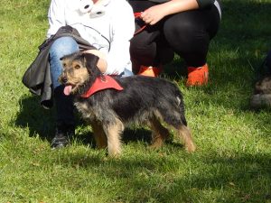 dog on green grass