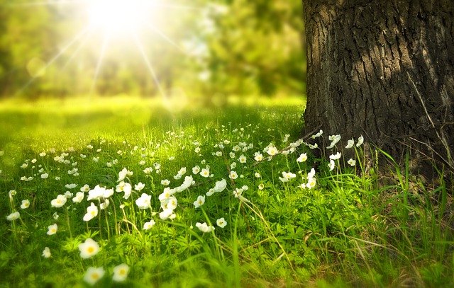 Green grass with sun and tree trunk