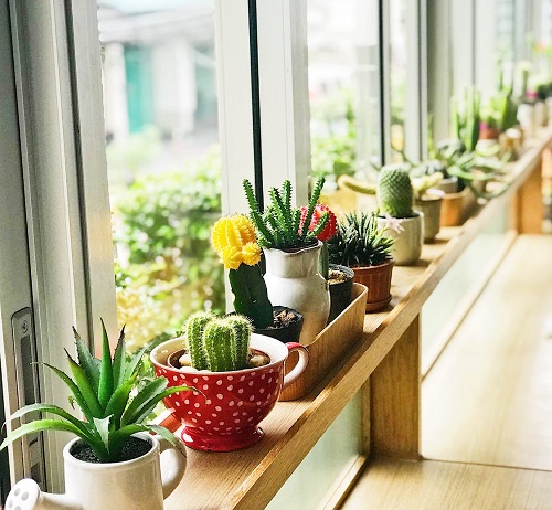 Plants on window